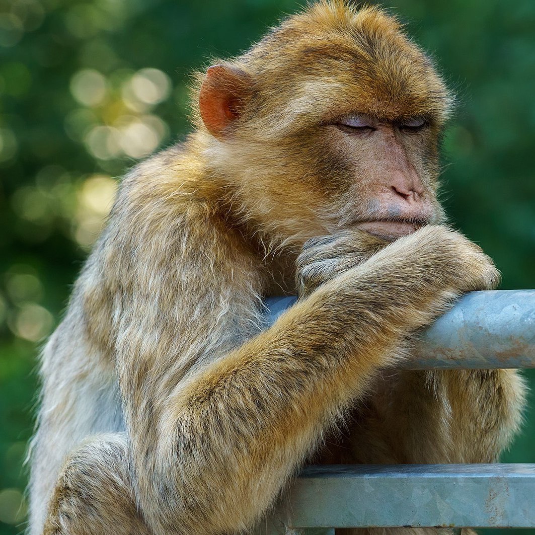 Bored Barbary Macaque Ape Wikimedia Sq